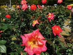 -人民公园(罗湖区)