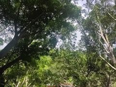 -野象谷景区