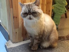 -猫色咖啡·猫咖