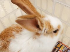 -瑞派·关忠动物医院·异宠专科·犬猫肿瘤·皮肤专科(望京店)