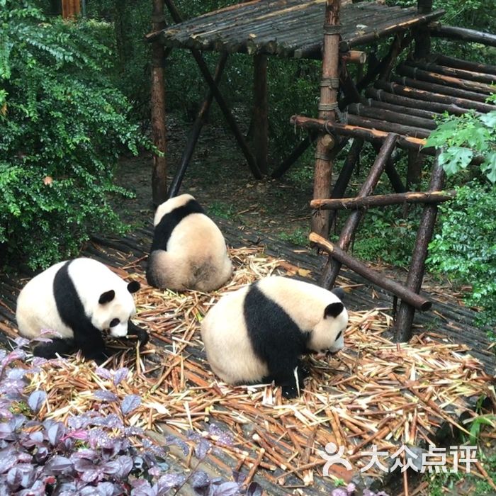 大熊貓繁育研究基地圖片-北京動物園-大眾點評網