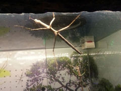 android_upload_pic-上海大自然野生昆虫馆