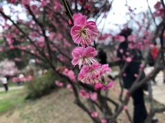 -无锡梅园公园