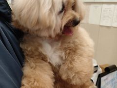 -瑞鹏宠物医院(大运分院)