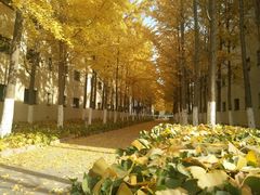 -北京国家会计学院
