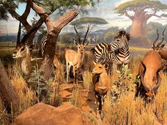 -陕西自然博物馆