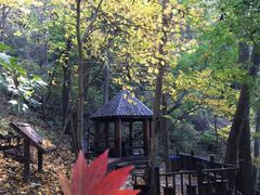 -天女山森林公园