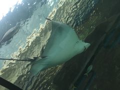 -悉尼海洋生物水族馆