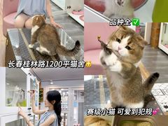 -青奢宠物·青奢猫舍