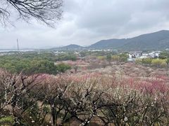 -香雪海