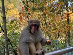 -黔灵山公园