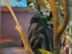 -咖法森林·咖啡  酒吧(天河店)