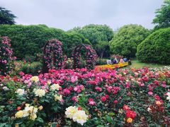 -上海滨江森林公园