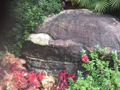 -雁南飞茶田景区