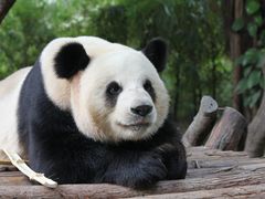-广州长隆野生动物世界