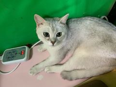 -李小姐の猫咖啡馆(五角场店)