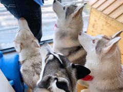 -Husky Go! 哈士奇体验馆·宠物咖啡厅狗咖