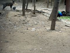 -石家庄市动物园