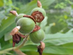 -广西壮族自治区药用植物园