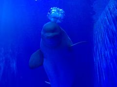 -多彩贵州城极地海洋世界