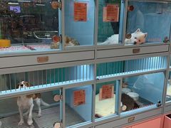 -FAELING PETS美天灵宠物(合生汇店)