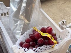 -马陆小张葡萄园农家乐