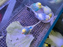 -青石桥花鸟鱼虫市场(叠翠城店)