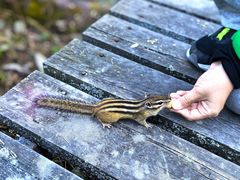 -五营红松林海景区