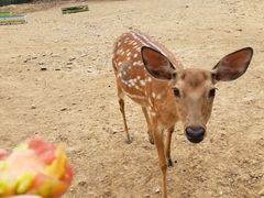 景点鹿苑-横山寺