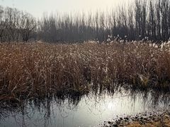 -东郊湿地公园