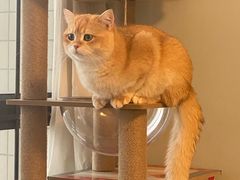 -lincat·猫舍(广州店)