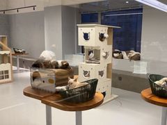 -Cappucimeow猫咪咖啡馆(韦伯时代店)