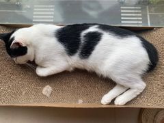 -猫在这儿猫咪咖啡馆·撸猫馆