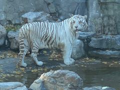 -北京野生动物园