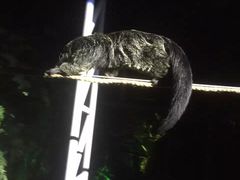 -清迈夜间动物园
