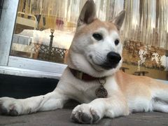 -柴犬高等学院·狗咖·柴犬售卖·宠物训练