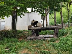 -卧龙中华大熊猫苑神树坪基地