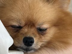 -怪兽屋·羊驼·猫咖·狗咖(俊华广场店)