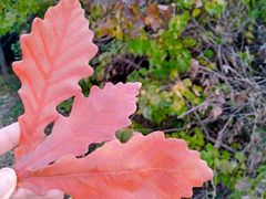 -长春公园(普阳街道)