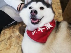 -Husky Go! 哈士奇体验馆·宠物咖啡厅狗咖