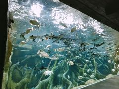 -哈尔滨波塞冬海底世界