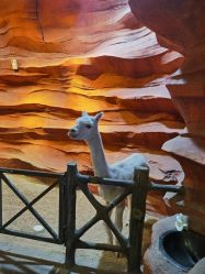 -酷嗒动物文化乐园(cutezoo西溪乐天城店)