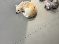 -EFL巴西柔术·综合格斗·泰拳·少儿体能训练(虹桥德必馆)
