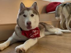 -Husky Go! 哈士奇体验馆·宠物咖啡厅狗咖