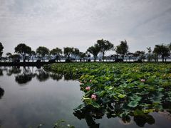 -无锡蠡湖国家湿地公园-蠡园