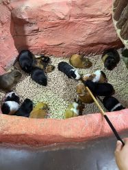 -Zoolung Zoolung动物主题公园(海信广场店)