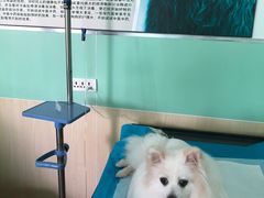 -美联众合动物医院(唯恩分院)
