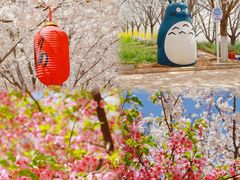 -古柏渡丰乐樱花园