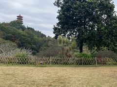 -深圳仙湖植物园