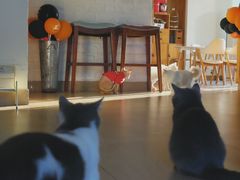 -猫咖时代(中山亭店)